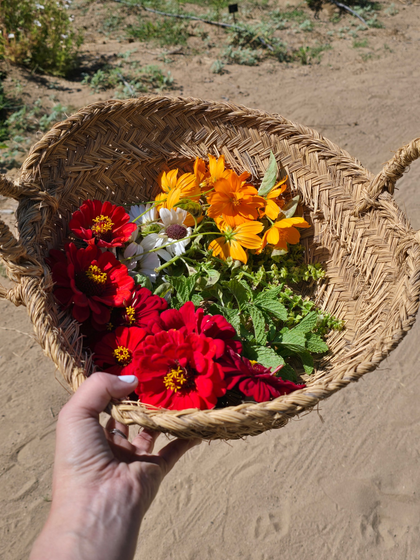 A woven basket of freshly cut zinnias, cosmos, and mint held above sandy ground.