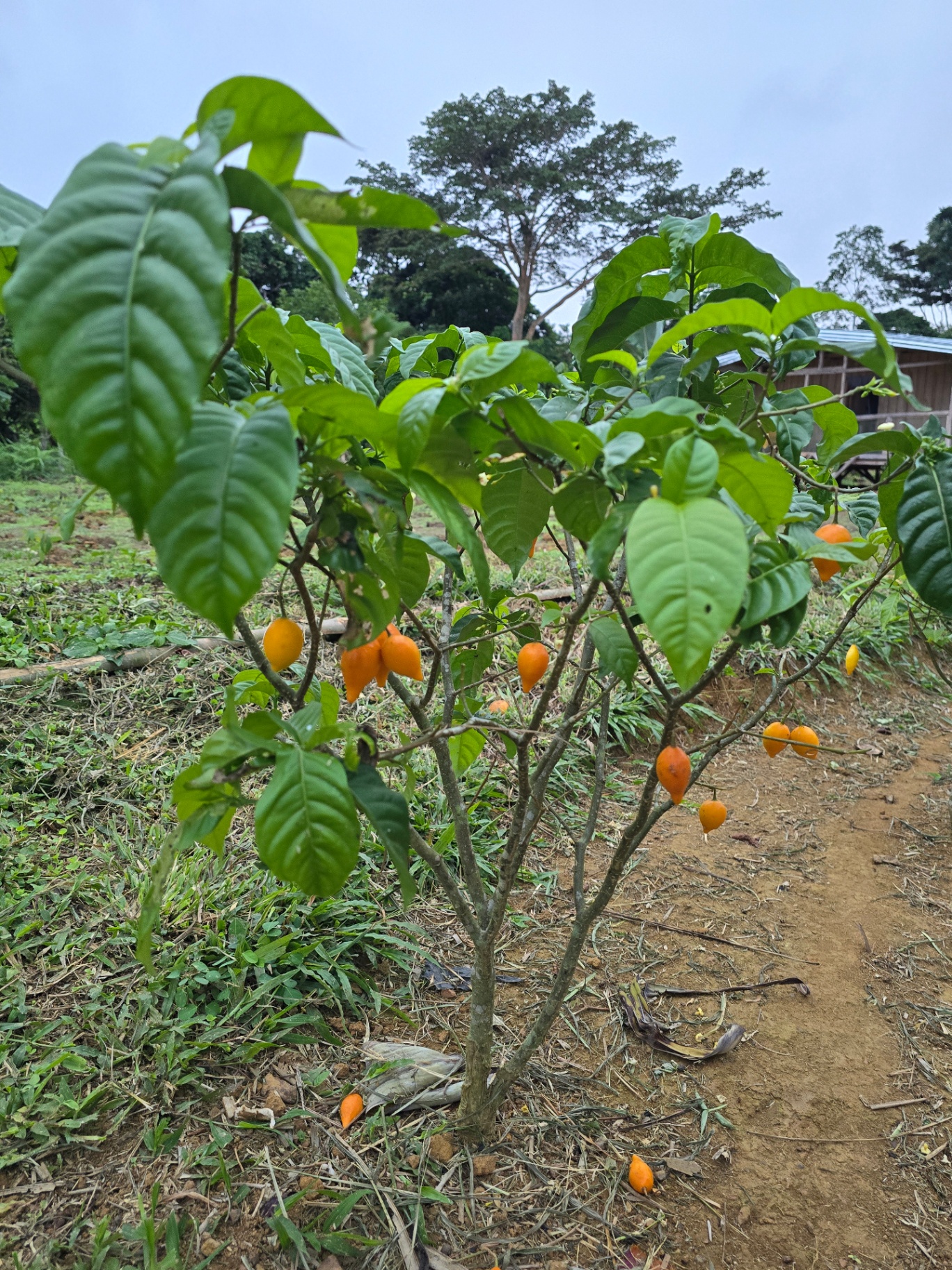 An iboga shrub bearing bright orange fruit, photographed at Ntann in the Gabonese forest.